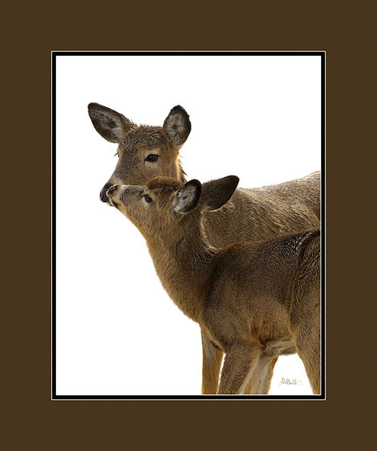 Deer pair